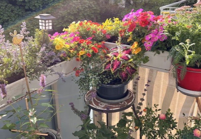 Philipp Schacherreiter bunt blühende Pflanzen am Balkon