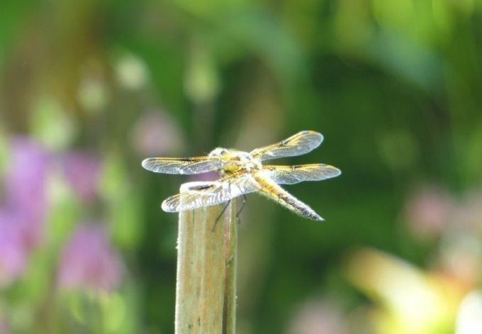 Elisabeth Höfer viele Tiere profitieren vom Teich im Garten - hier eine Libelle