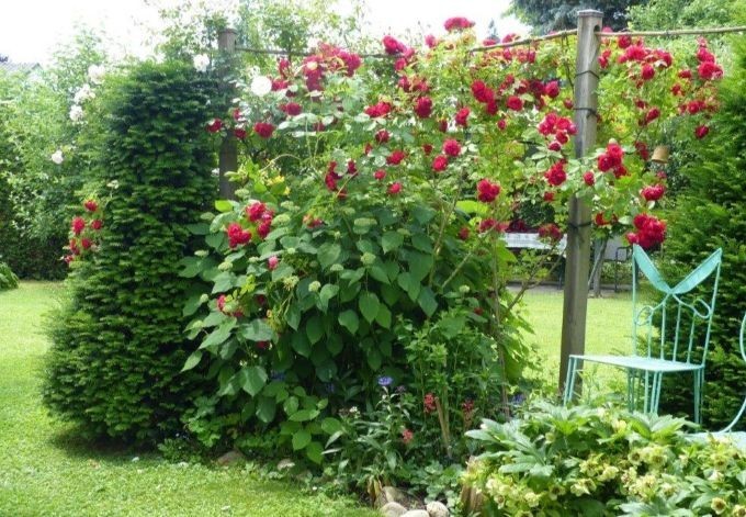 Elisabeth Höfer rote Kletterrose neben einem Sitzplatz