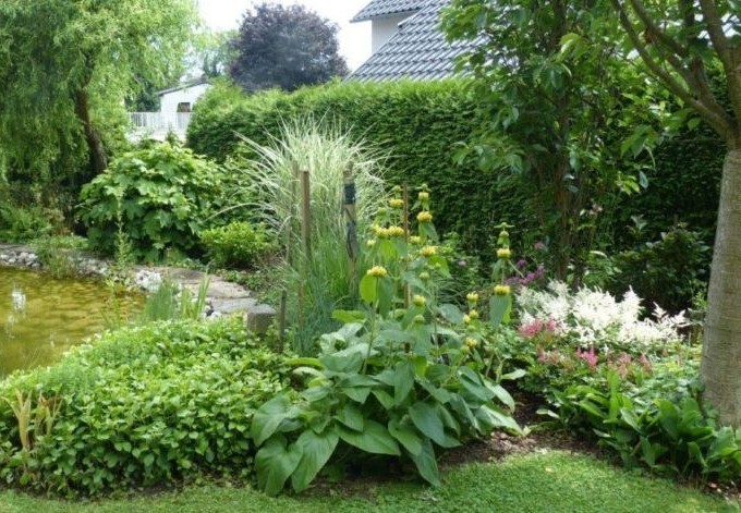 Elisabeth Höfer blühende Stauden am Teichrand
