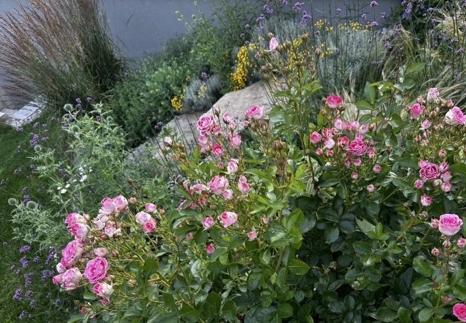 Elisabeth Stephan buntes Staudenbeet mit Rosen, Gräsern, bunte Blüten, dazwischen Steine