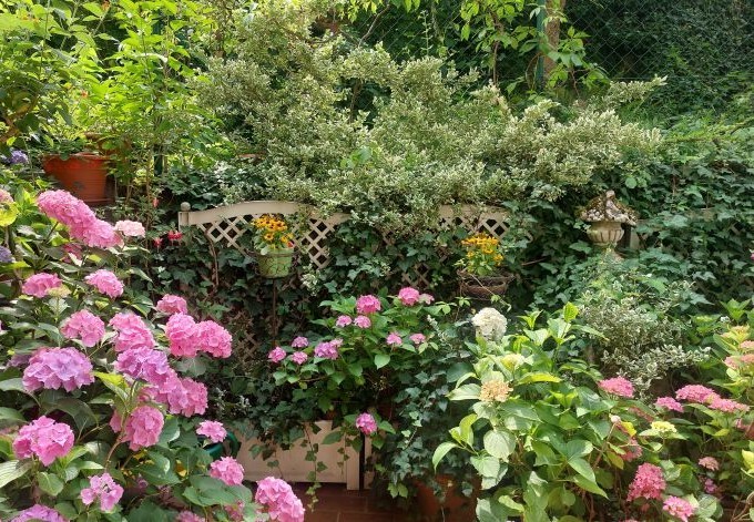 Klaudia Voigt üppig blühende Hortensien