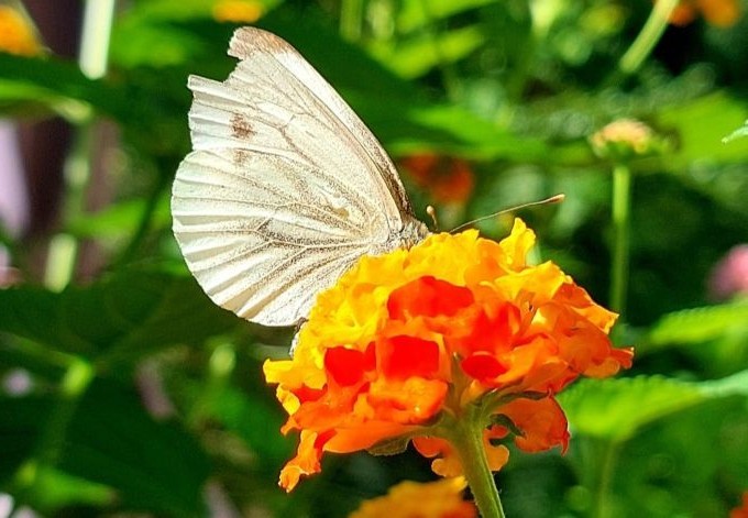 Klaudia Voigt Schmetterling auf orange blühendem Wandelröschen