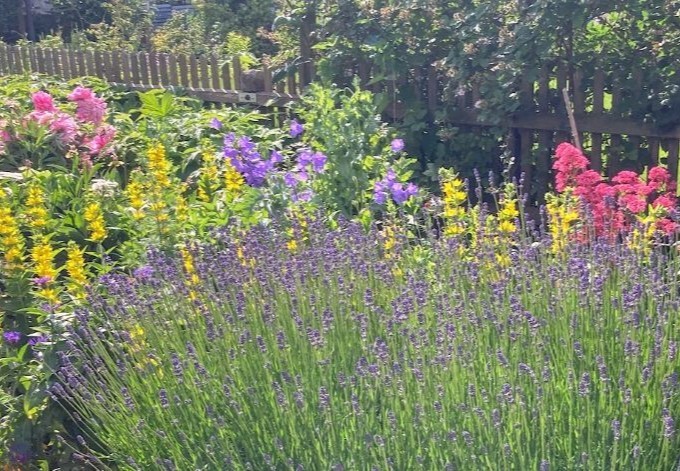 Renate Dvorzak Lavendel un blühendes Staudenbeet
