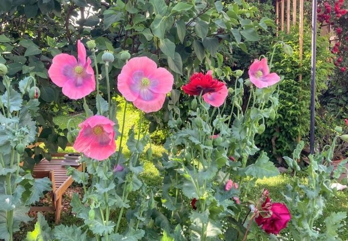 Renate Dvorzak rot blühender Mohn