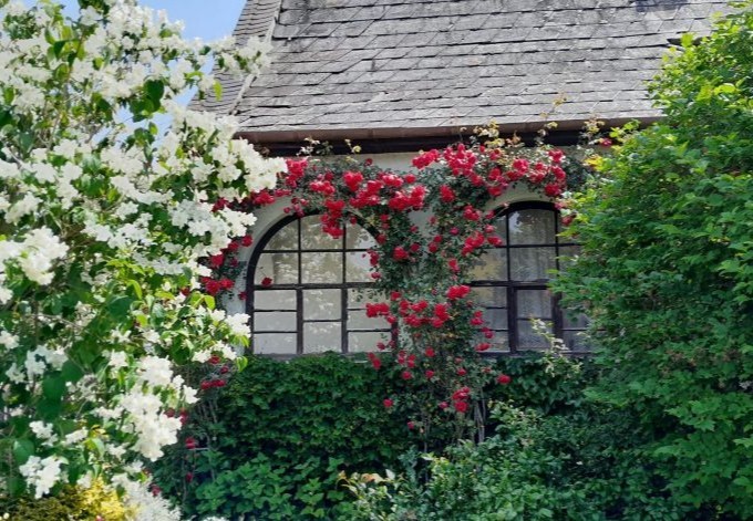 Renate Dvorzak Rosenbogen und Jasmin - üppig blühend