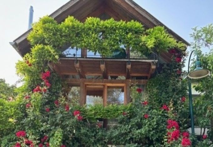 Luise Mayer dicht bewachsene Fassade, blühende Kletterrose