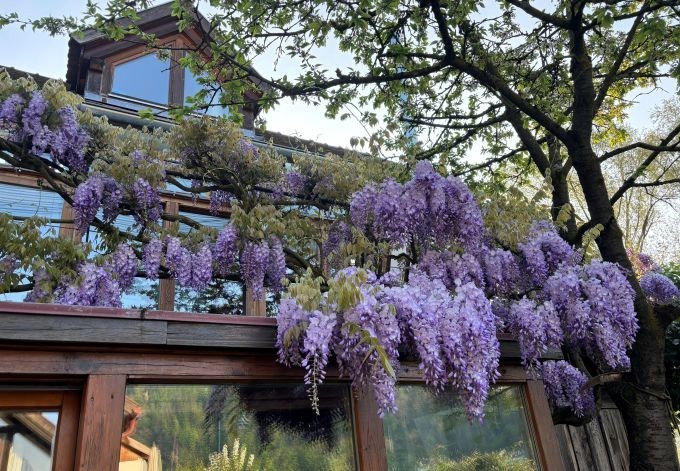 Luise Mayer üppig blühender Blauregen ziert die Fassade des Hauses