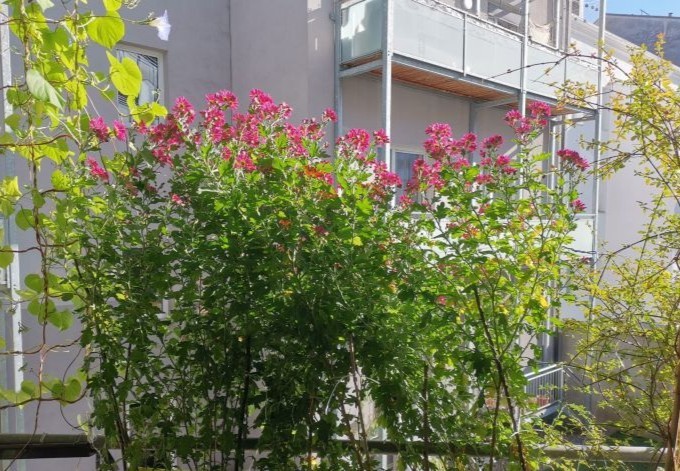 Manuel Marchhart Pflanzen verschönern die Fassade