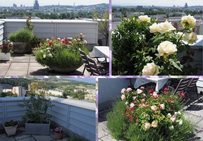 Otto Aigner Dachterrasse Fotocollage Bepflanzung