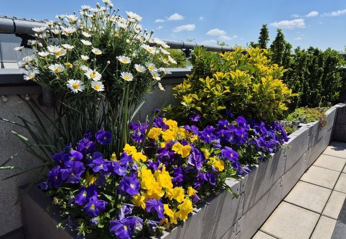 Wolfgang Kastl immergrüne Pflanzen, Stiefmütterchen und Margeriten