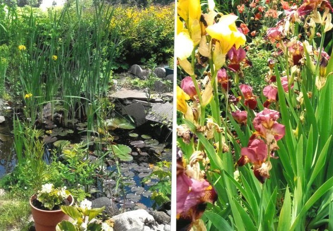 Mag. Gerhard Buchinger Fotocollage: bepflanzter Gartenreich und Iris