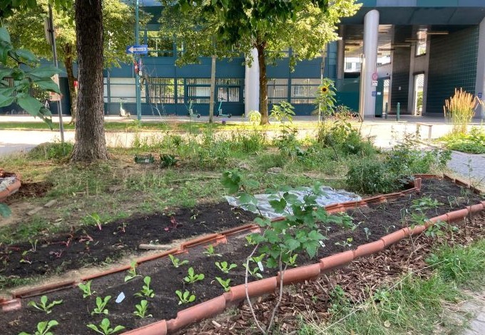 Janik Möller Gemüsebeete, Sonnenblumen auf öffentlicher Grünfläche