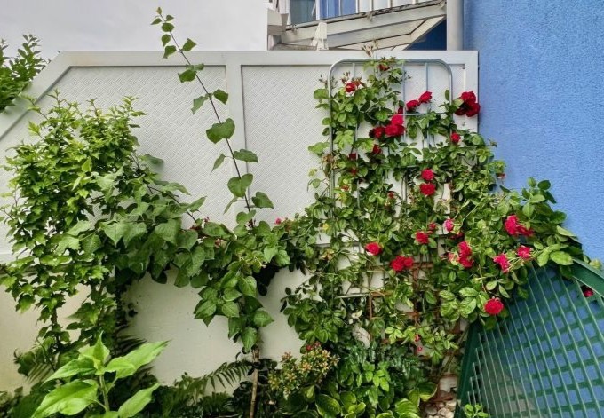 Michael Katzmayr rot blühende Rose