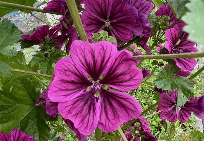 Michaela Thumfart Malvenblüte