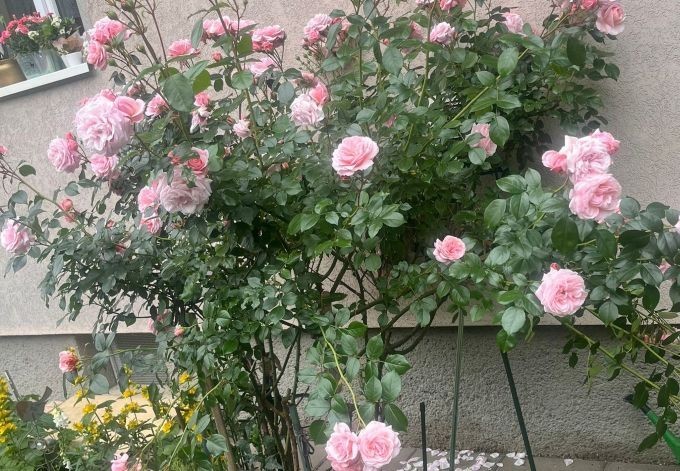 Rosa Wagenleitner rosa blühende Kletterrose