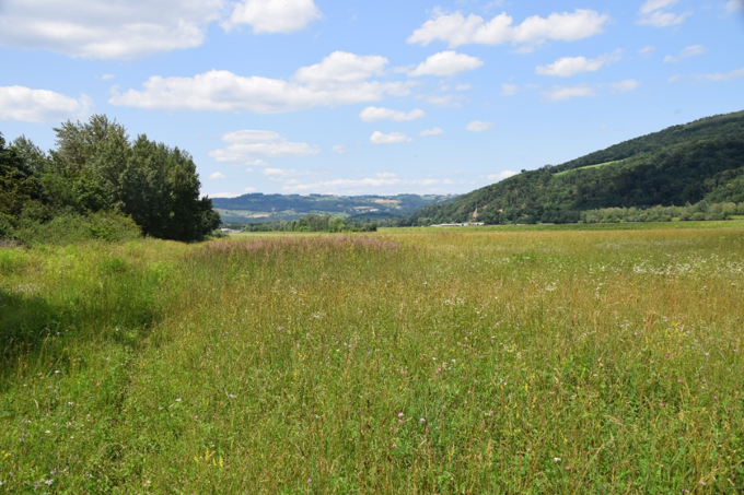 Artenreiche Wiesenflächen auf dem Linzer Segelflugplatz. Foto: Gudrun Fuß