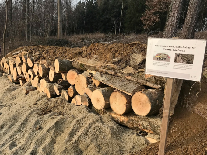 Kleintierhabitat speziell für Zauneidechsen im Schiltenbergwald Foto: Gudrun Fuß