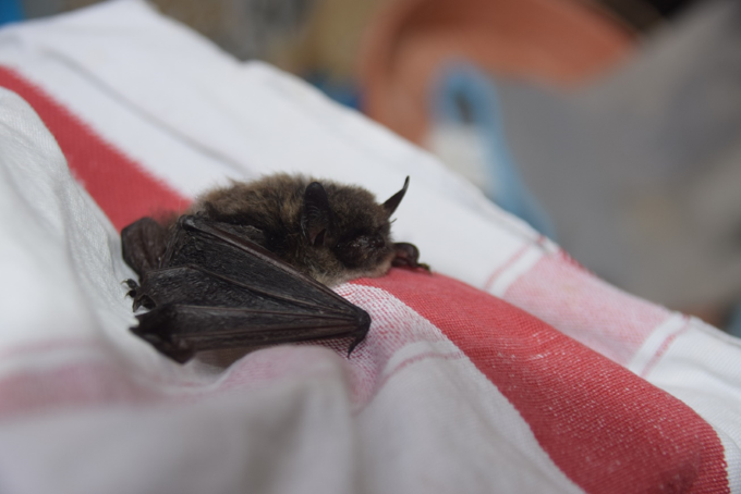 Gerettete Rauhautfledermaus aus dem Linzer Bahnhofsviertel. Foto: Gudrun Fuß