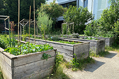 Hochbeete im Donaugarten in Alt-Urfahr