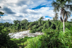 Geschützter Regenwald am Rio Negro, Foto: Klimabündnis OÖ
