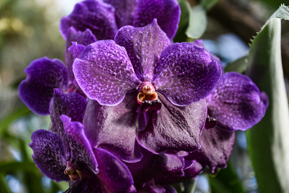 Orchidee, Foto: Stadt Linz