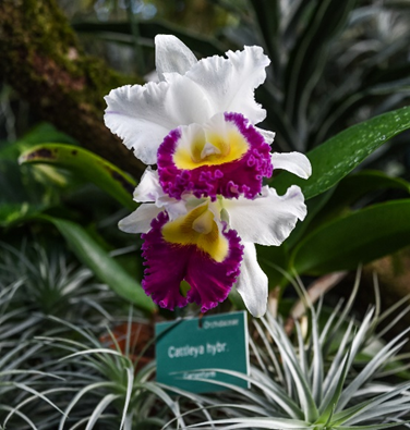 Orchidee, Foto: Stadt Linz