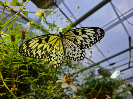 Schmetterling, Foto: Gudrun Fuß