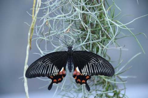 Schmetterling, Foto: Gudrun Fuß