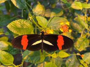 Großer Kurier. Foto: Botanischer Garten