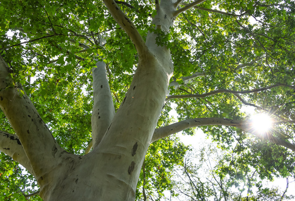 Klimafaktor Wald: K&uuml;hlwirkung, Luftfilter, Lebensraum, Foto: Stadt Linz