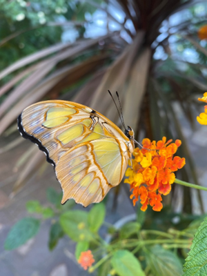 Malachitfalter. Foto: Botanischer Garten