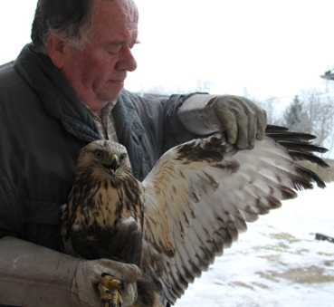 Reinhard Osterkorn mit einem Raufußbussard. Foto: Heidi Kurz