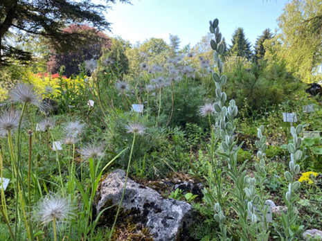 Steingarten. Foto: Jutta Reisinger