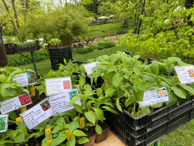 Gro&szlig;e Pflanzenauswahl beim Gartenmarkt Mitte April. Foto: Jutta Reisinger