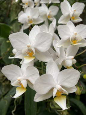 Prachtvolle Orchideen zum Bewundern und Kaufen. Foto: Jutta Reisinger 